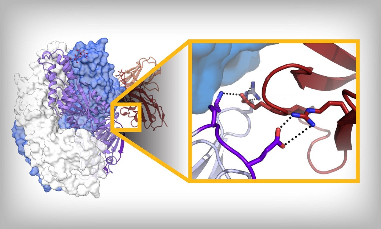 Human metapneumovirus NoidaNoelene